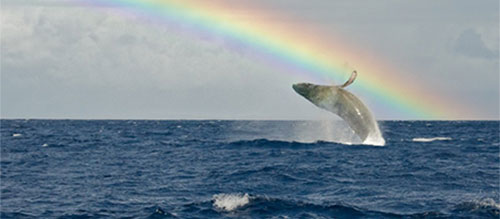 whale&rainbow_2.jpg